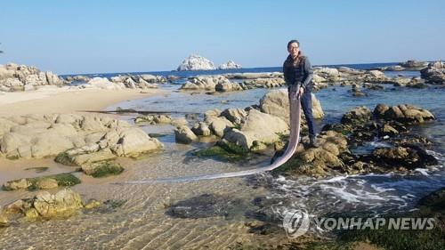 This provided photo taken on Jan. 7, 2019, shows a man posing with a giant oarfish found on the coast of Goseong, Gangwon Province. (Yonhap)