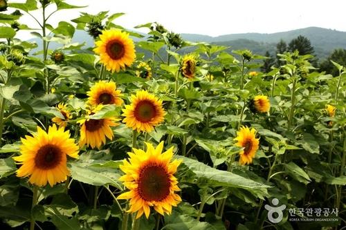 This image was provided by the Korea Tourism Organization. (PHOTO NOT FOR SALE) (Yonhap)