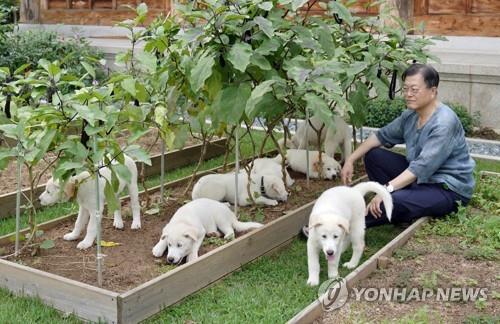 This file photo provided by Cheong Wa Dae in September 2021 shows then President Moon Jae-in posing with seven puppies whelped three months earlier by one of the two indigenous North Korean Pungsan dogs that North Korean leader Kim Jong-un gave Moon as a gift in 2018. (PHOTO NOT FOR SALE) (Yonhap)