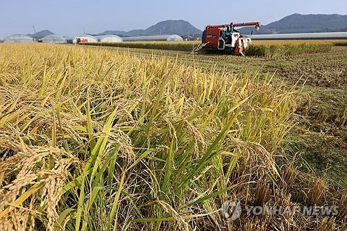 This undated file photo shows a rice paddy. (Yonhap)