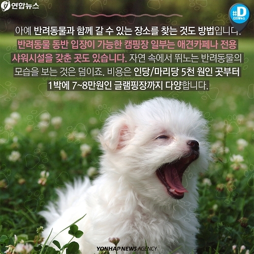 <카드뉴스> 휴가 가자!…잠깐, 우리 강아지는 어쩌지? | 연합뉴스