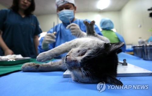 고양이 중성화 수술 [연합뉴스 자료사진]