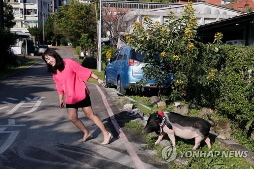 애완돼지와 산책하는 대만인 애니타 첸씨 / 이하 로이터=연합뉴스