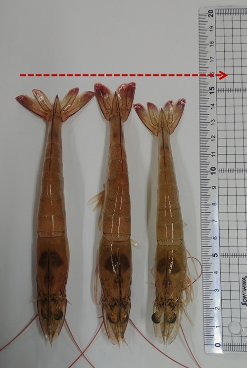 양식새우 대량 폐사 예방하는 천연 면역증강제 개발