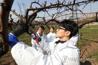 충북 과수 화상병 확진 과수원 100곳 육박…피해 면적 63.3㏊