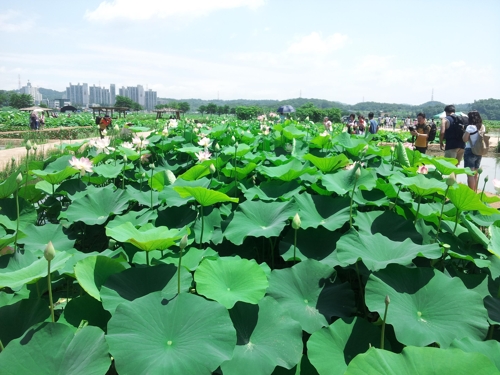 시흥 연꽃테마파크