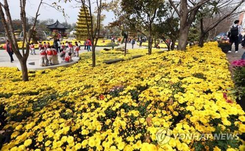 '깊어가는 가을, 국화 향 속으로'…익산 천만송이국화축제 개막