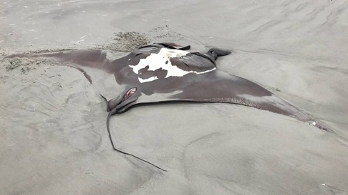 뉴질랜드 해변에 몸통 4.3m 대왕쥐가오리 올라와 | 연합뉴스