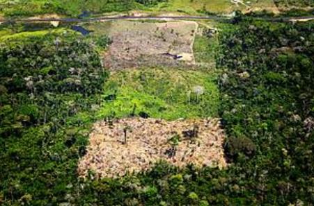 외지인들에 의해 파괴된 아마존 열대우림 [세계자연기금]