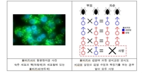 생태원, 딱정벌레 감염 미생물 활용 해충 방제 연구 추진