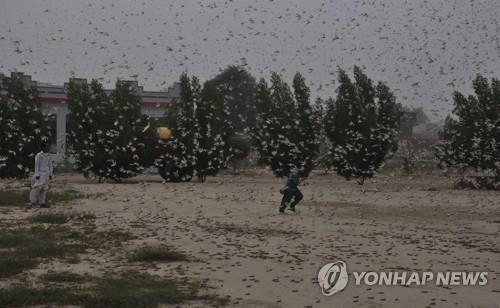 파키스탄 습격한 이집트 땅 메뚜기 떼