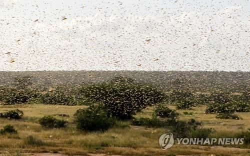 지난 1월 16일 케냐에 나타난 메뚜기 떼 [로이터=연합뉴스]