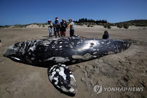 길 잃고 샌프란시스코만 해변으로 올라와 죽은 13살짜리 귀신고래 