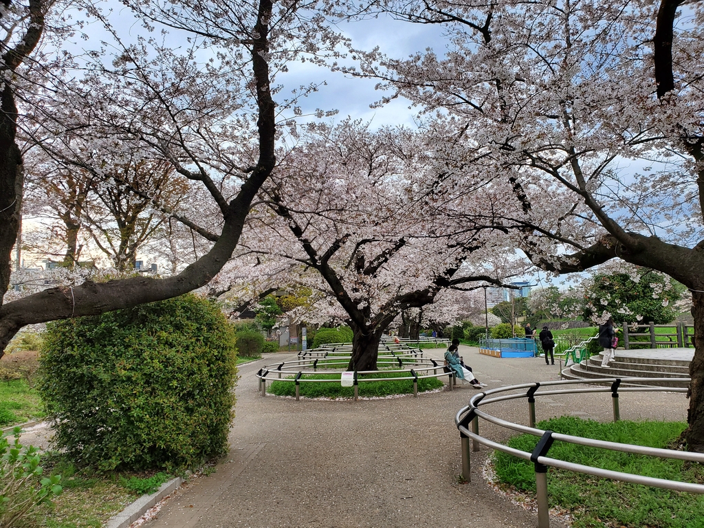 벚꽃놀이로 유명한 도쿄 고쿄(皇居) 주변 공원 