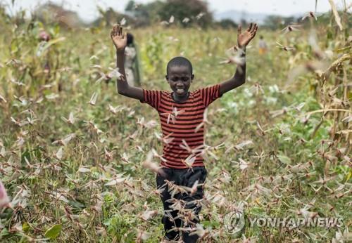 지난 1월 24일 케냐의 한 어린이가 메뚜기 떼에 손을 들고 있다.
