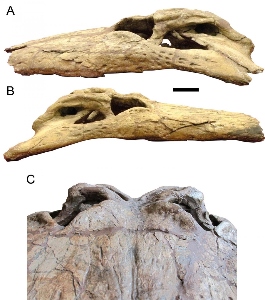 D.슈위메리 두개골 화석 
