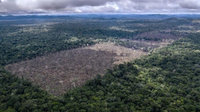잘려 나간 아마존 열대우림 [세계자연기금(WWF)]
