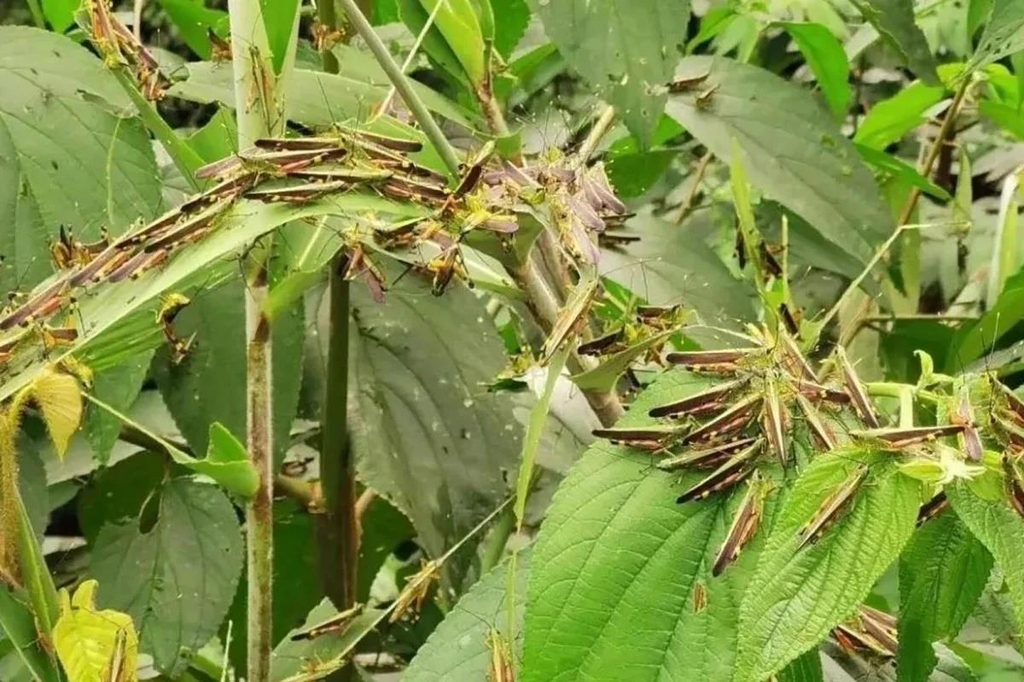 농작물에 가득 달라붙은 메뚜기떼