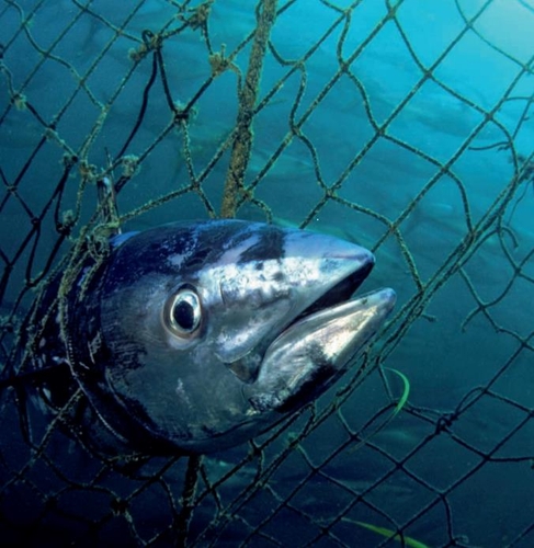 육지뿐만 아니라 바다에서도 어류의 개체수가 남획 때문에 급감하고 있다. [지구생명보고서 캡처, 세계자연기금 제공, DB 및 재판매 금지]