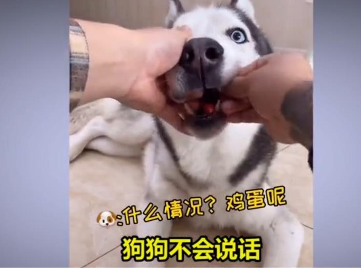 중국의 개 먹방 장면
