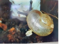 국립생태원, 우리나라 고유 멸종위기종 참달팽이 인공증식 성공