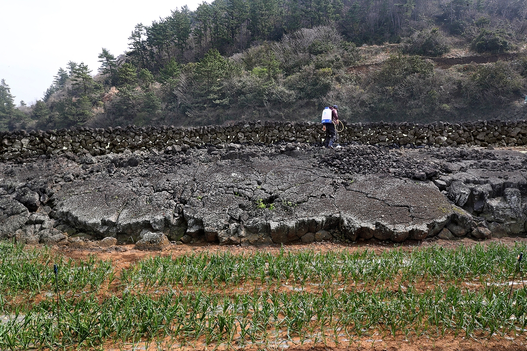 용암이 굳어 형성된 거대한 빌레와 밭담을 같이 볼 수 있는 김녕리의 밭. 이 빌레에서 캐낸 돌로 담을 쌓았다. [사진/전수영 기자]