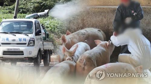 멧돼지 번식기 돼지열병 '비상'…충북도 봄철 방역대책 강화