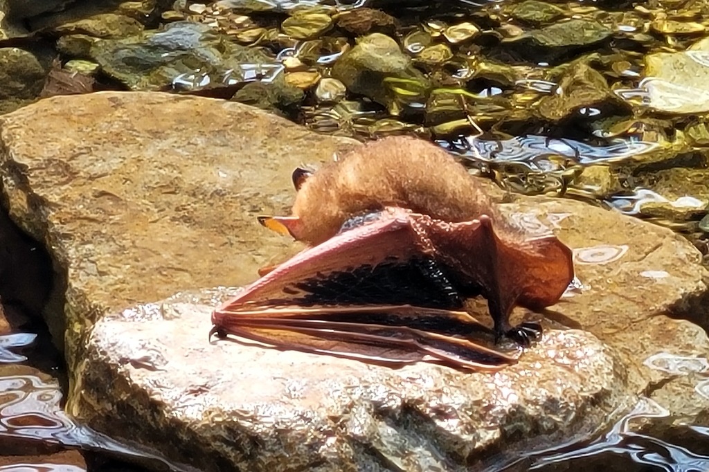무등산 국립공원에서 탈진한 상태로 발견된 멸종위기종 '황금박쥐'