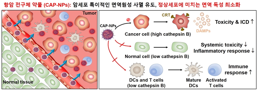 암세포 특이적 항암 전구체 약물의 면역반응 유도 모식도