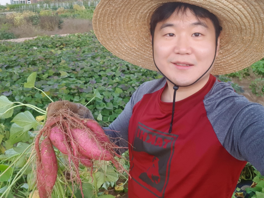 마을주민 밭에서 고구마를 캐고 있는 청년 농부 김용성 씨
