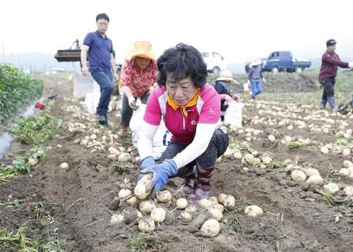 감물 감자 수확