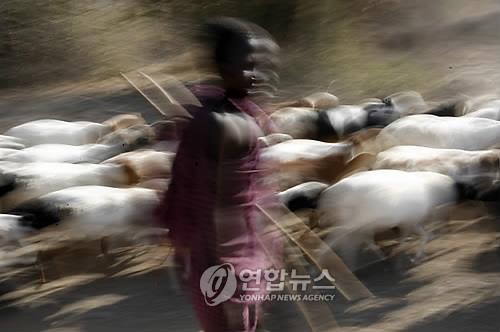 지난 2009년 케냐 투르카나 유목부족의 소년이 자신의 염소들과 함께 걷고 있다. 