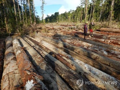 "중국은 불법벌목 '물주'"…태평양 지역 숲 다 망가진다