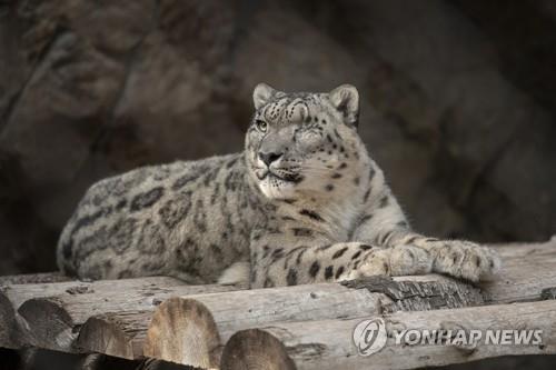 코로나19 감염된 눈표범 '라밀'