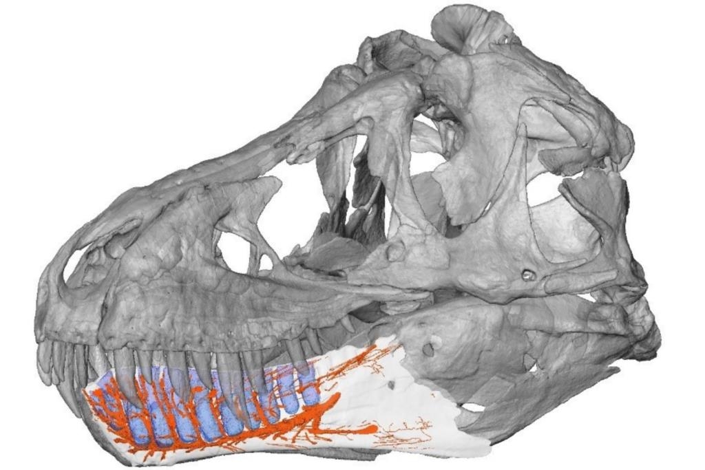 티라노사우르스 하악골 턱 신경(황색) 분포