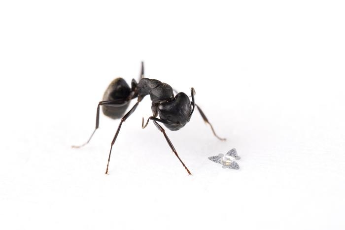 개미 크기와 비교한 초소형 비행체 