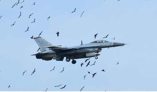 새만금 상공서 F16 전투기와 민물 가마우지떼 충돌