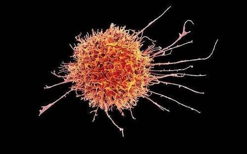 바이러스 감염 세포 파괴하는 NK세포