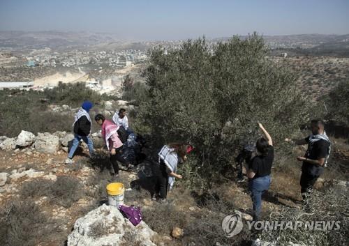 유대인 정착촌 인근의 올리브밭에서 수확하는 팔레스타인 주민과 자원봉사자들. [AP 연합뉴스 자료사진]