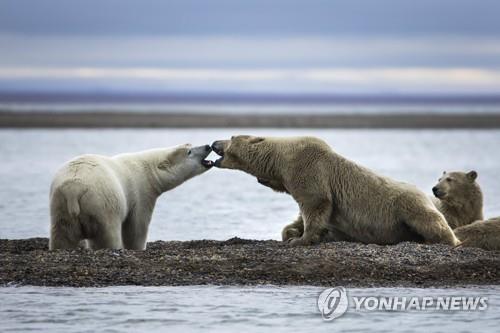 기후변화로 살 곳 잃은 북극곰들 