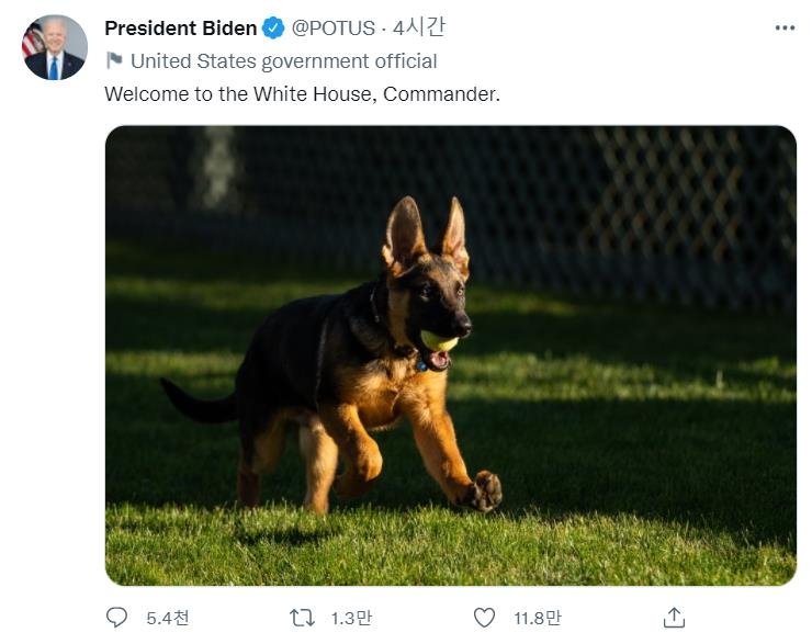 조 바이든 대통령의 새로운 강아지 커맨더