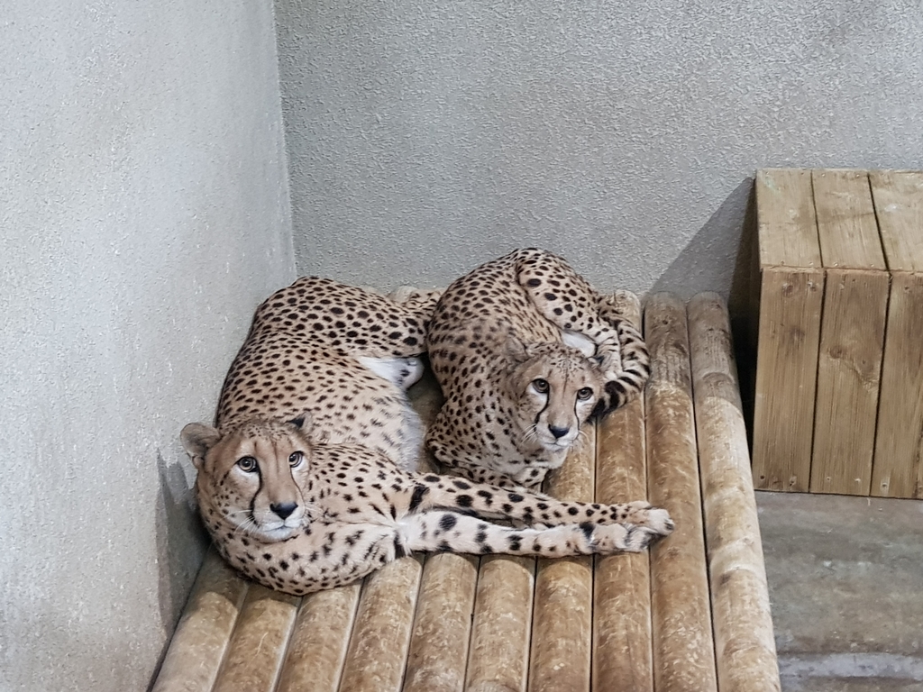 서울대공원 제3아프리카관에서 적응 중인 치타 자매 '베니'와 코니'(왼쪽부터)