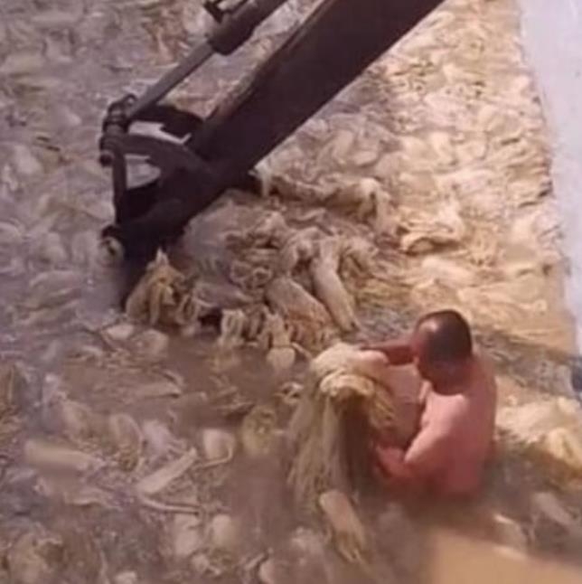 한 중국 남성이 수조에 들어가 배추를 절이는 이른바 '알몸 김치' 영상