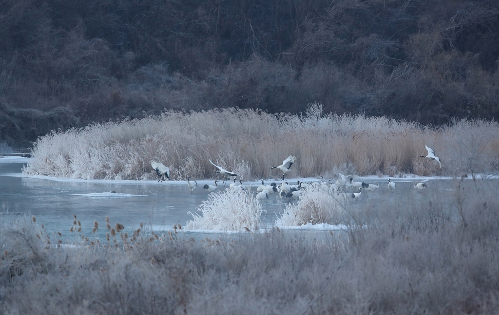 얼어붙은 한탄강에서 쉬고 있는 두루미 무리. [사진/진성철 기자] 