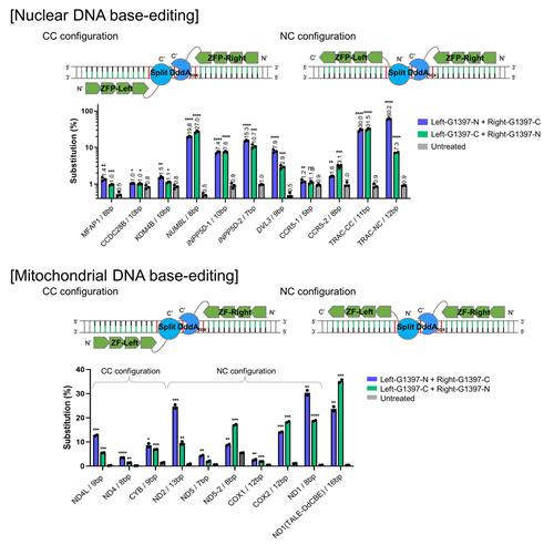 미토콘드리아 DNA 염기교정