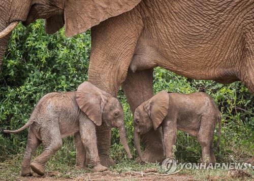 어미의 보살핌을 받고 있는 케냐의 코끼리 쌍둥이 남매