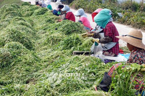 미나리 수확하는 여성 농업인