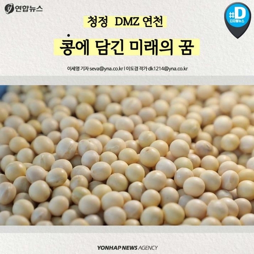 [카드뉴스] '청정 DMZ' 연천의 희망, 콩 심은데 꿈 난다!