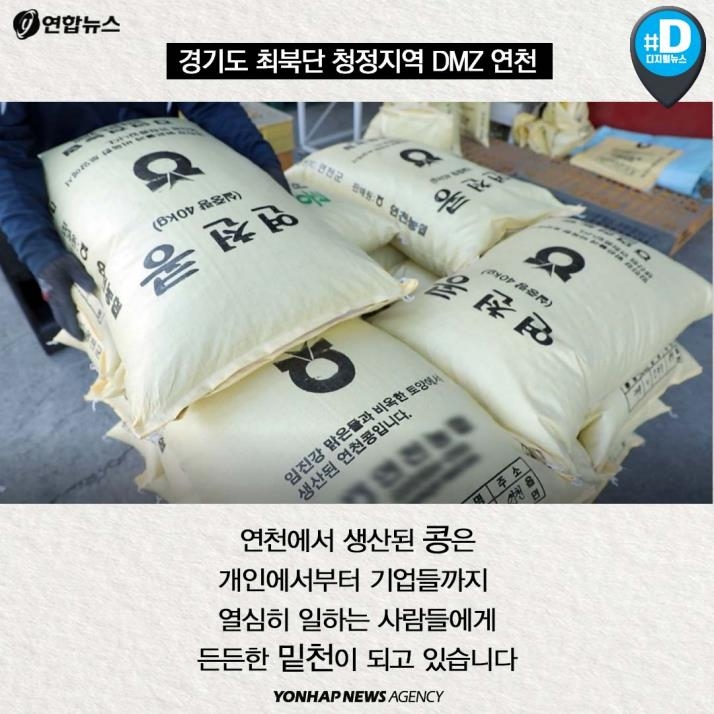 [카드뉴스] '청정 DMZ' 연천의 희망, 콩 심은데 꿈 난다! - 9