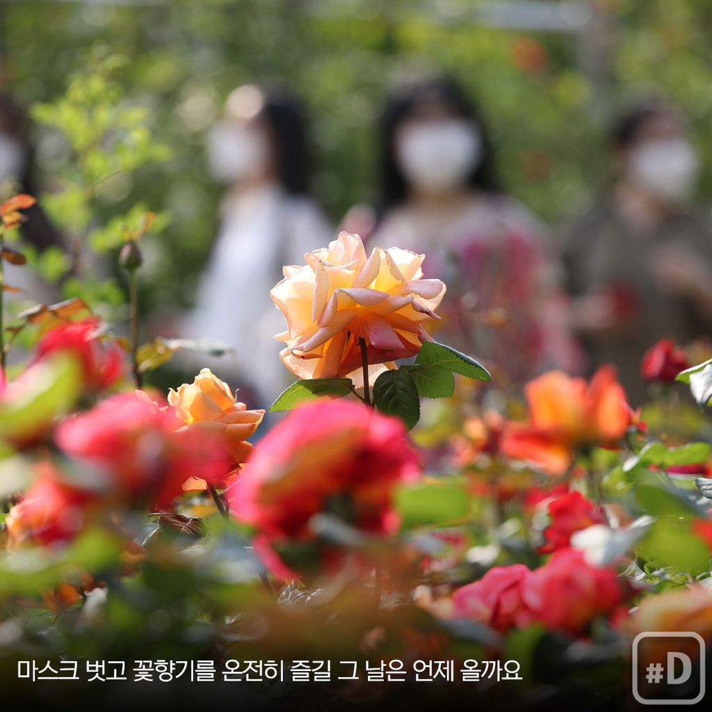 [여행honey] 꽃길 걷고 싶은데…올해도 문닫는 전국 '봄꽃 축제' - 6